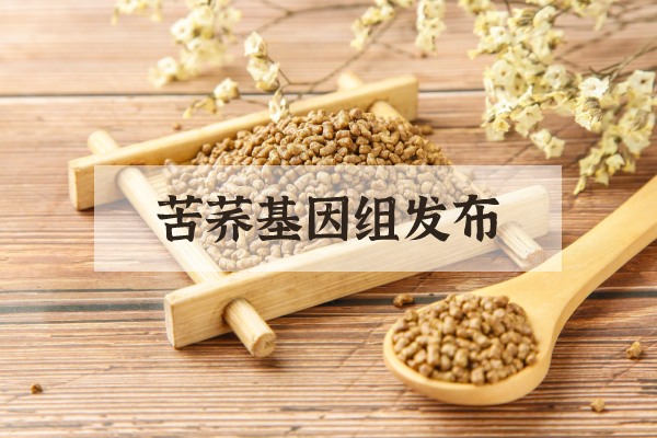 苦蕎