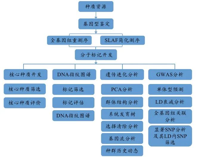 種質(zhì)資源鑒定流程