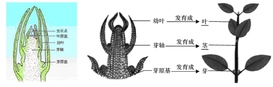葉芽結(jié)構(gòu)發(fā)育示意圖