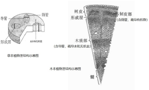 植物莖結(jié)構(gòu)示意圖