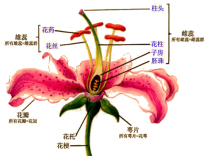 植物花結(jié)構(gòu)示意圖