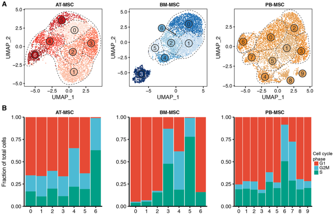 圖4單細胞RNA測序(sc?RNAseq)數(shù)據(jù)揭示了馬間充質基質細胞(MSCs)的源內變異