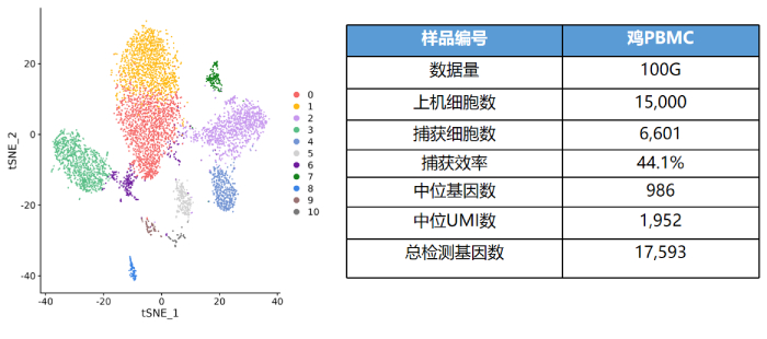 雞PBMC