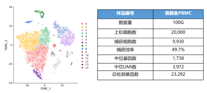 黃顙魚PBMC