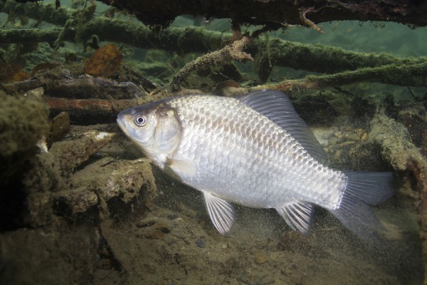 鯉魚(yú)