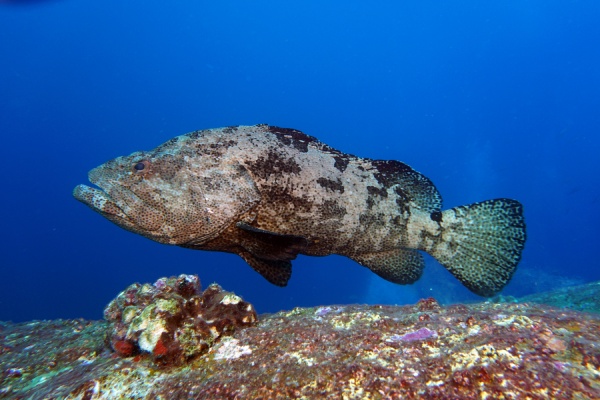石斑魚(yú)