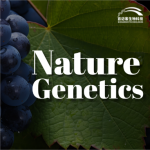 【項(xiàng)目文章】Nature Genetics | 國內(nèi)科學(xué)家團(tuán)隊(duì)在葡萄屬超級(jí)泛基因組研究中獲得重大突破